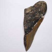 Akmuo Natūralus fosilija Megalodonas Šiaurės JAV Pavyzdys [N2 Natūralus] (Carcharocles/Otodus Megalodon) - Karolina, - (7  Unikalus  Dantis Apytiksliai