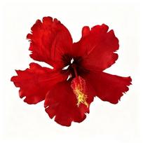 Dirbtinė gėlė Hibisko gėlės plaukų segtukas Nuotrauka Paplūdimio kelionės Šoninis segtukas Vestuvėms 1