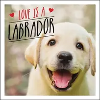 KNYGA Charlie Eliis Love is a Labrador