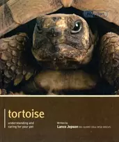 KNYGA Lance Jepson Tortoise - Pet Expert