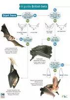 KNYGA Kate Jones Guide to British Bats