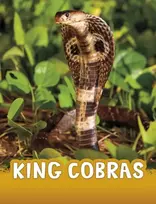 KNYGA Bookshop King Cobras