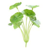 9 Heads Simulation Money Grass Small Fake Plants Artificial Lotus Leaf  Wedding Party 14cm