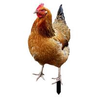 Realistic Acrylic Animal Yard Stake, 2D Flat Chicken Goose Bird Bunny Garden Sign for Pathway, Patio, Lawn Outdoor Decor P