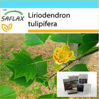 SAFLAX - Dovanų rinkinys - Tulpių medis - 20 sėklų - Su dovanų dėžute, kortele, etikete ir vazono substratu - Liriodendron tulipifera