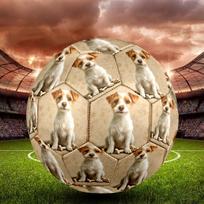 Dog&Bone Indoor Soccer Ball Size 5 Colorful All Ages Machine Stitched PVC Competition Ready Durable High-Bounce