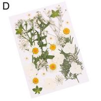 Pressed Mixed Organic Natural Dried Flowers DIY Art Handicraft Gift Decoration D