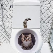 Juokingas katės tualeto dangčio lipdukas Vandeniui atsparus WC lipdukas Nuimamas lipnus dekoras Buitiniai lipdukai ruda