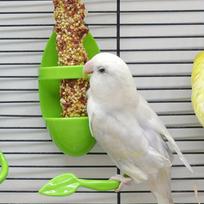 Hanging Bird Feeder, Bone Fish Bone and Feeding Cup. Birds Eat Fruits or Vegetables. Parrot Calcium Tablet Feeder and Stand. Bird Feeding Feeding , žalia