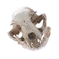 Resin Model Craft Skull Replica Cat Decoration Solid Pattern Traffic Keyword for Home Bar Ornament balta
