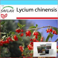 SAFLAX - Dovanų rinkinys - Goji uogos - 200 sėklų - Su dovanų dėžute, kortele, etikete ir vazono substratu - Lycium chinensis