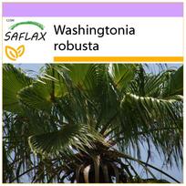 SAFLAX Meksikietiška medvilnė - 12 sėklų - Washingtonia robusta