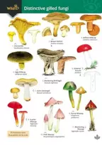 KNYGA Bookshop Distinctive gilled fungi