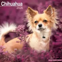 KNYGA Bookshop Chihuahua Calendar 2026 Square Dog Breed Wall Calendar - 16 Month