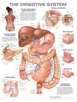KNYGA Digestive System Anatomical Chart