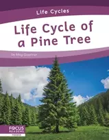 KNYGA Meg Gaertner Life Cycle of a Pine Tree