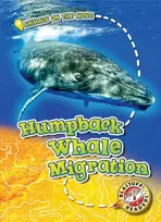 KNYGA Kari Schuetz Humpback Whale Migration