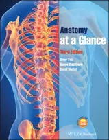 KNYGA Omar Faiz Anatomy at a Glance