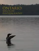 KNYGA Noah Cole Ontario Wildlife Photography
