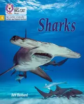 KNYGA Ben Hubbard Sharks