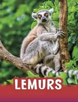 KNYGA Jaclyn Jaycox Lemurs