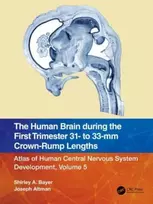 KNYGA Shirley A Bayer Human Brain during the First Trimester 31- to 33-mm Crown-Rump Lengths