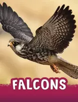 KNYGA Jaclyn Jaycox Falcons