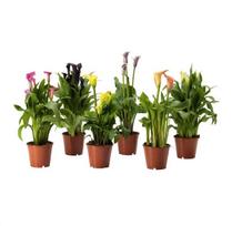 Vazoninis augalas kalija, Ø 13, 35 cm, lot. ZANTEDESCHIA