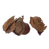 Indian Almond Leaves 18x10cm for Betta Shrimp Fish Tank Supports Breeding Natural Habitat Enhancer ruda