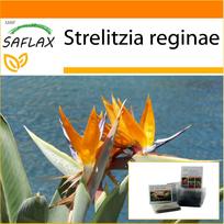 SAFLAX Sodas maiše - Rojaus paukštis - 5 sėklos - Su substratu tinkamame stovimame maiše - Strelitzia reginae
