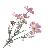 Artificial Cosmos Bipinnatus Realistic Fake Galsang Flower Stem Home Office Wedding Party Faux Bloom Table Centerpiece Decoration