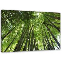 Canvas print, Bamboo forest green landscape 60x40 žalia