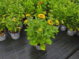 Vienmetė gėlė, rudbekija, vazonas 3 l.