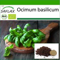 SAFLAX - Ekologiškas - Bazilikas Genovese - 800 sėklų - Su vazono substratu geresniam auginimui - Ocimum basilicum