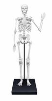 Buki France Buki Skeletas 85 cm