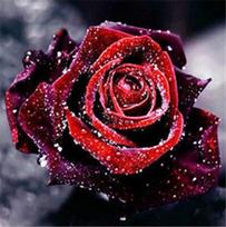 50X50CM 5d Diamond Painting Rose Wall Art Decor DIY Diamond Embroidery Cross Stitch Flower Handicraft Handmade Gift Kits Full Round 50x50CM raudona