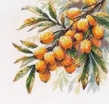 Oven Kryželiu siuvinėjimo rinkinys Šaltalankių šakelė 17×17 cm, 16 ct drobė, 26 spalvos