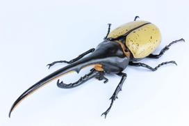 Fujimi Models Free Research Series Animals Hercules Beetle Plastic Model Kit (FUJIMI) No. 26 -