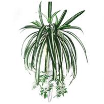 1 vnt Chlorophytum Comosum dirbtiniai žaluma namų viešbučio dekoras dirbtinis voras augalas black