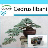 SAFLAX Dovanų rinkinys – Bonsai – Libano kedras – 20 sėklų – Su dovanų dėžute, kortele, etikete ir vazono substratu – Cedrus libani