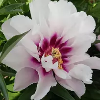 Bijūnas Itoh ‘Cora Louise’, šaknis