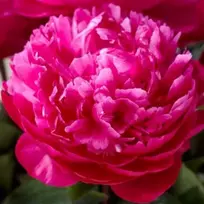 Bijūnas ‘Raudona Sarah Bernhardt’, šaknis
