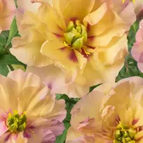 Bijūnas Itoh ‘Canary Brilliants’ , šaknis