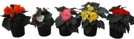 Lauko augalas begonija, Ø 10, lot. BEGONIA NON STOP