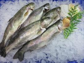 "Klaassen" upėtakiai, skirti rūkyti, sūdyti, 1000 g