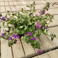 Vienmetė gėlė, karpažolė "Diwali Shower", vazonėlio skersmuo 11 cm.