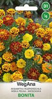 Tagetes išbarstė Bonita sumaišė 1g medetkų sėklų - WegAna