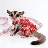 Escape-Proof Guinea Pig Chest Strap Breathable Hamster Vest Cute Ferret Harness Skirt  Training raudona