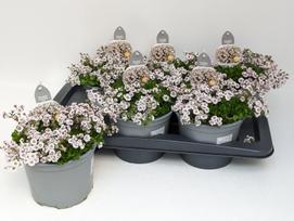Lauko augalas guboja, daugiametis, Ø 17, 35 cm, lot. GYPSOPHILA