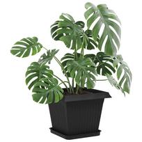 Square Plant Tray 24 pcs Black 25.5 x 25.5 x 2.5 cm